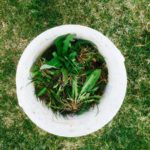 WeedsTurf07
